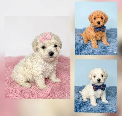 Poodles bem pequenos 