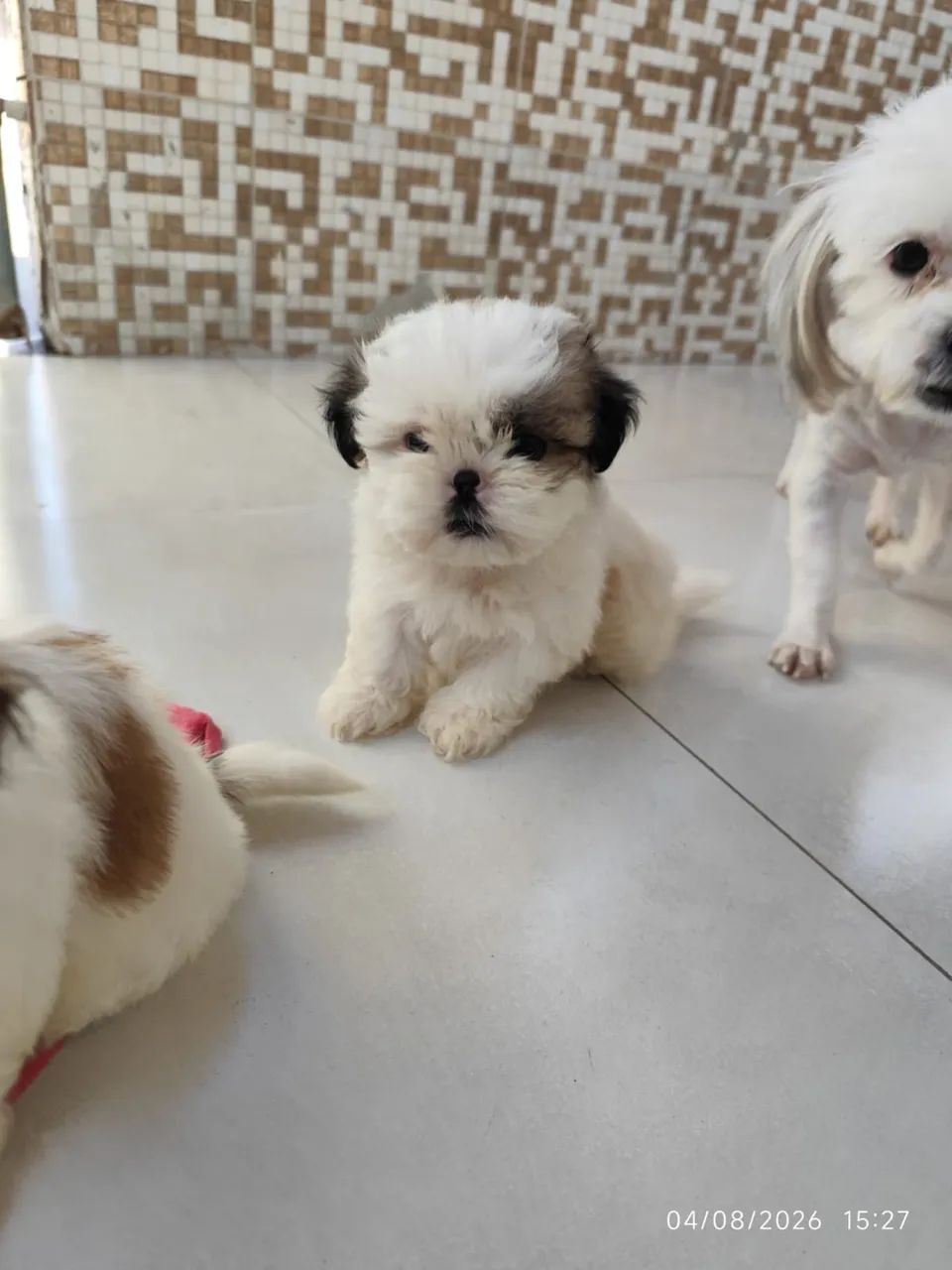 FILHOTES DE SHIHTZU  - Foto 4