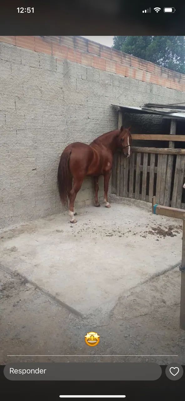 Cavalo Piquira registrado - Foto 5