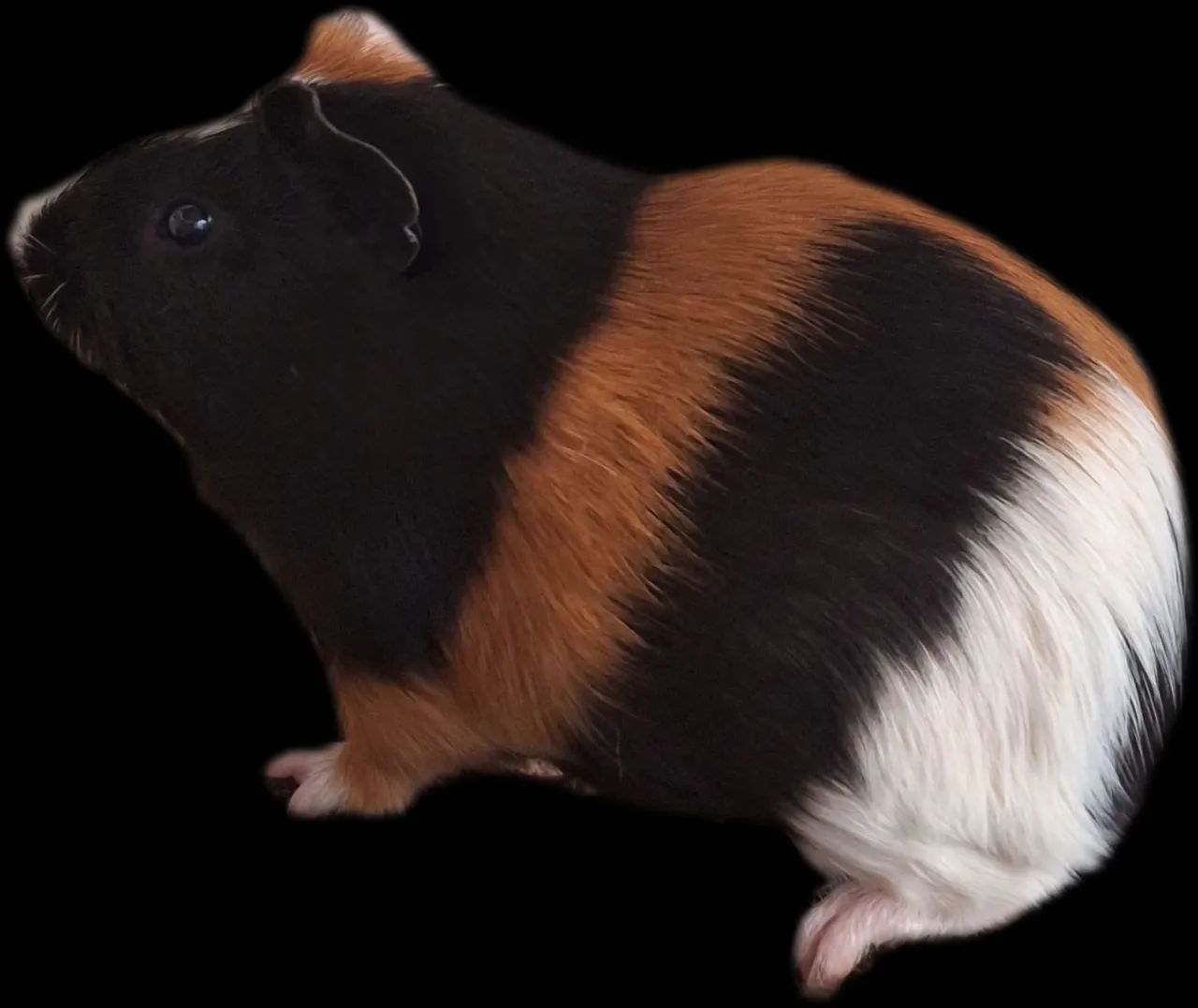 Porquinho-da-índia  - Foto 3