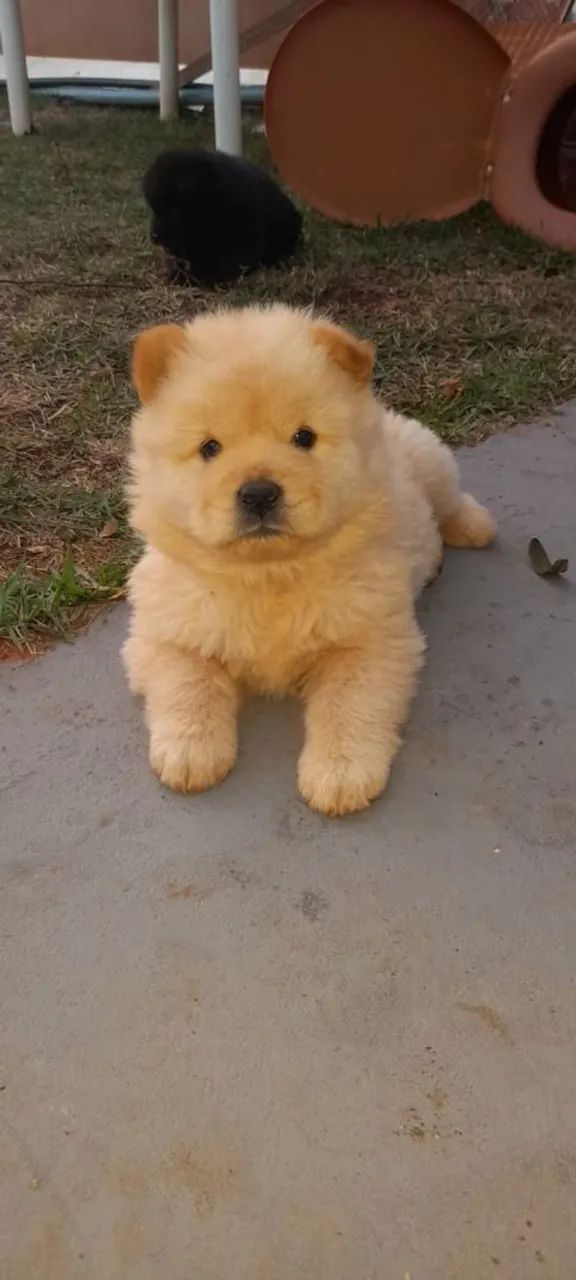 Vendo chow chow  - Foto 3