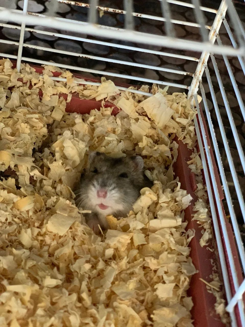 Hamster anão russo  - Foto 2