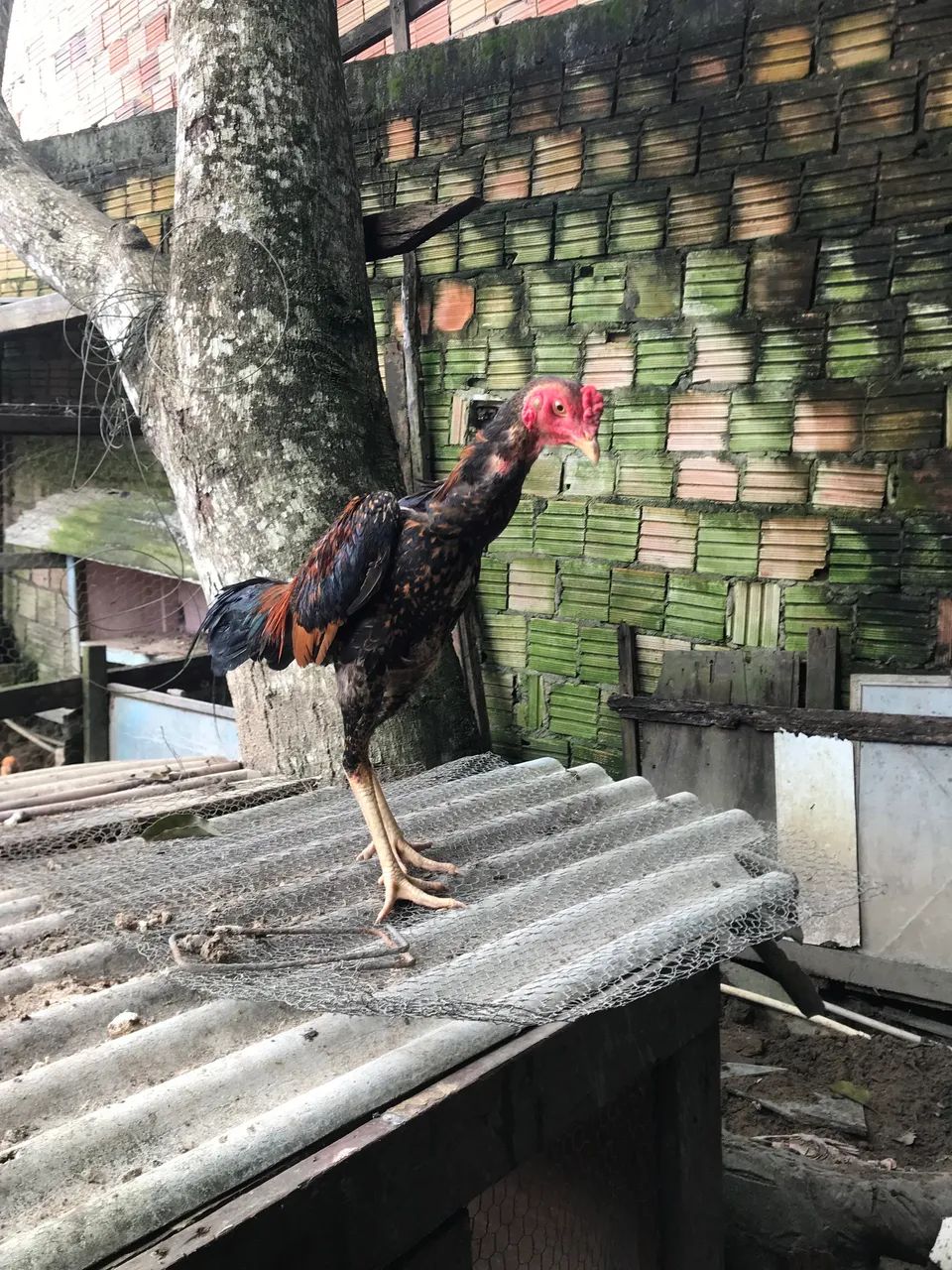 Vendo galos carioca e bode - Foto 3