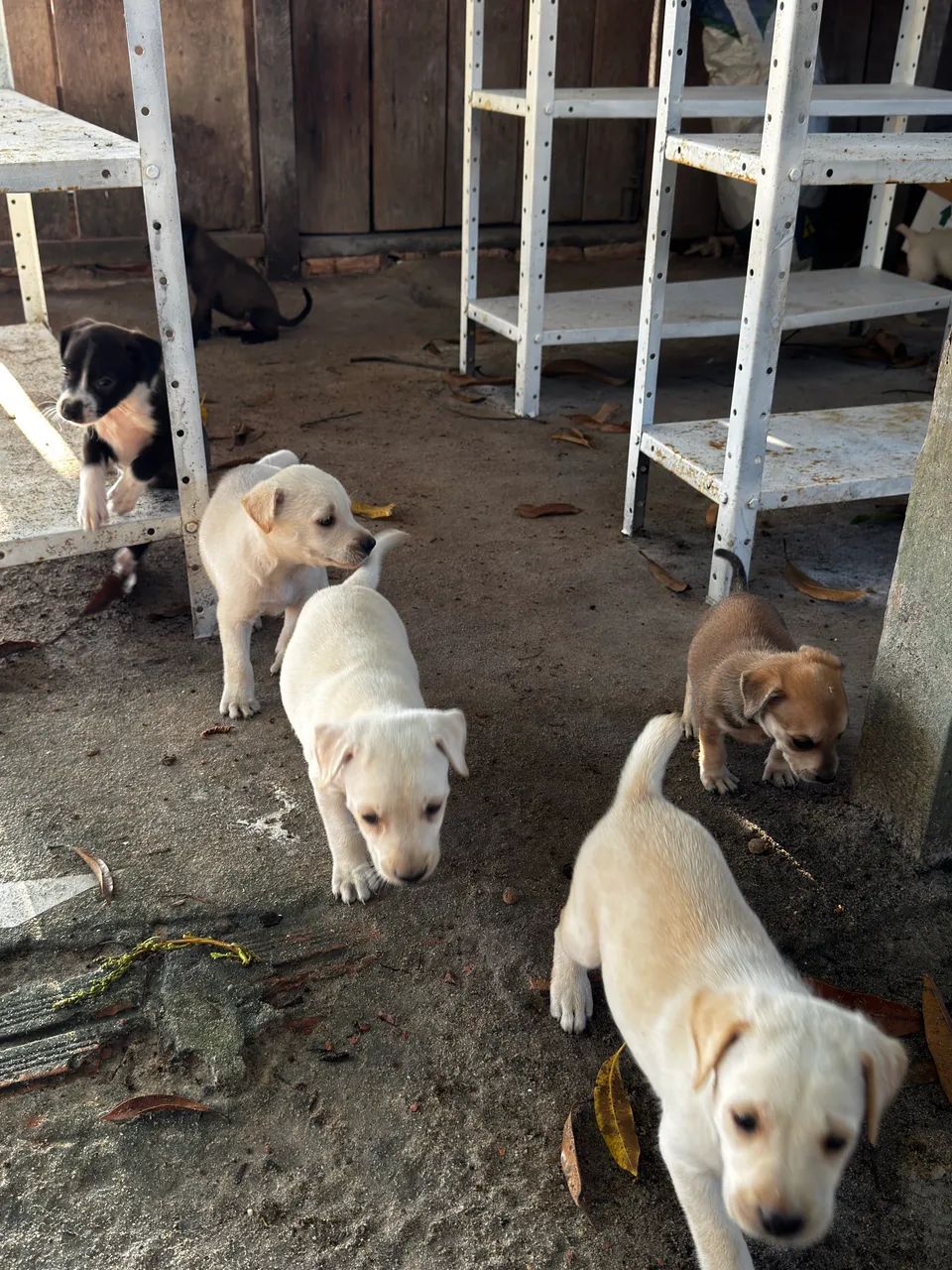 Doa-se cachorro  - Foto 3