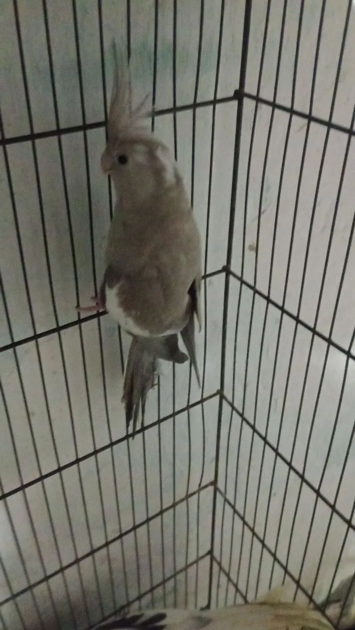 Viveiro triplo  - Foto 4