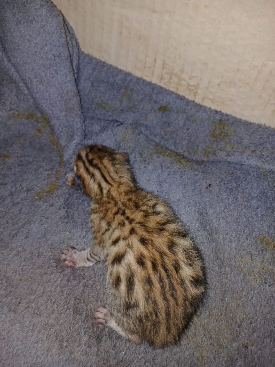 Gato Bengal  - Foto 4