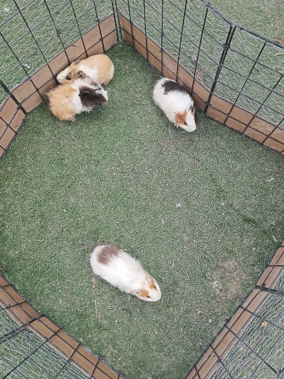 Coelho Teddy e porquinhos  - Foto 3