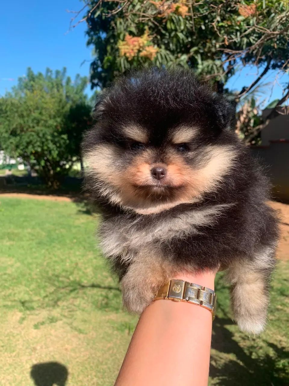 Spitz Alemão Fêmea 6.299,00$