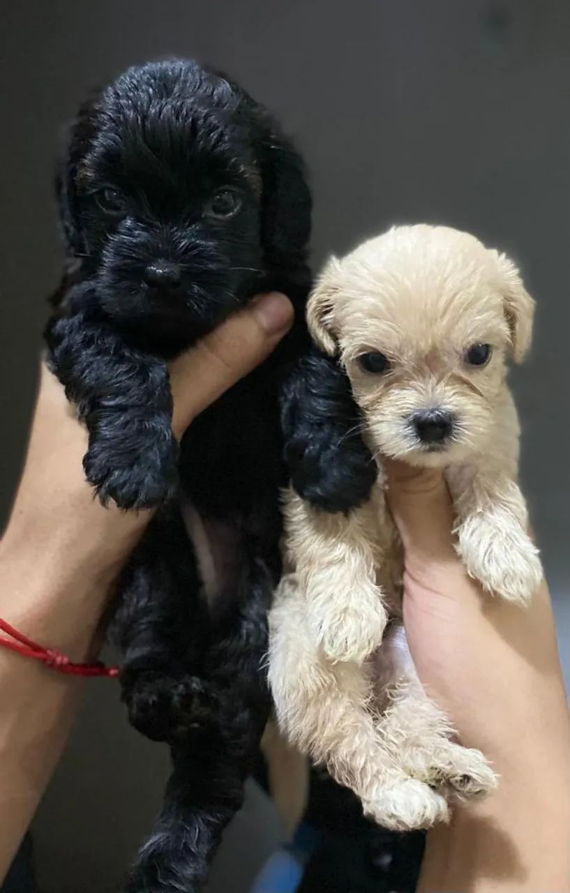 Vendo cachorro shih Tzu  - Foto 3