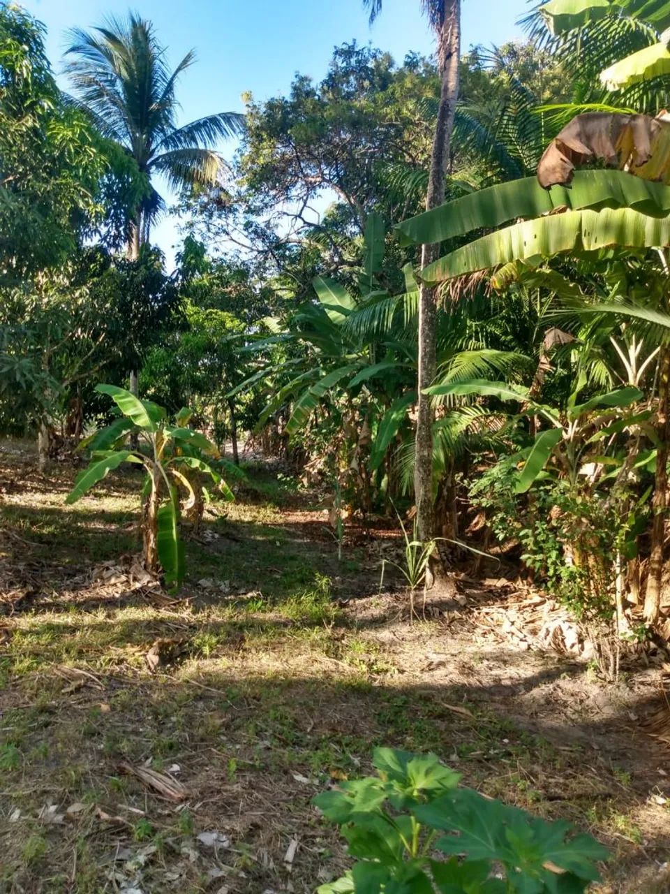 Vendo excelente sítio no povoado água bonita Itapuranga  - Foto 4