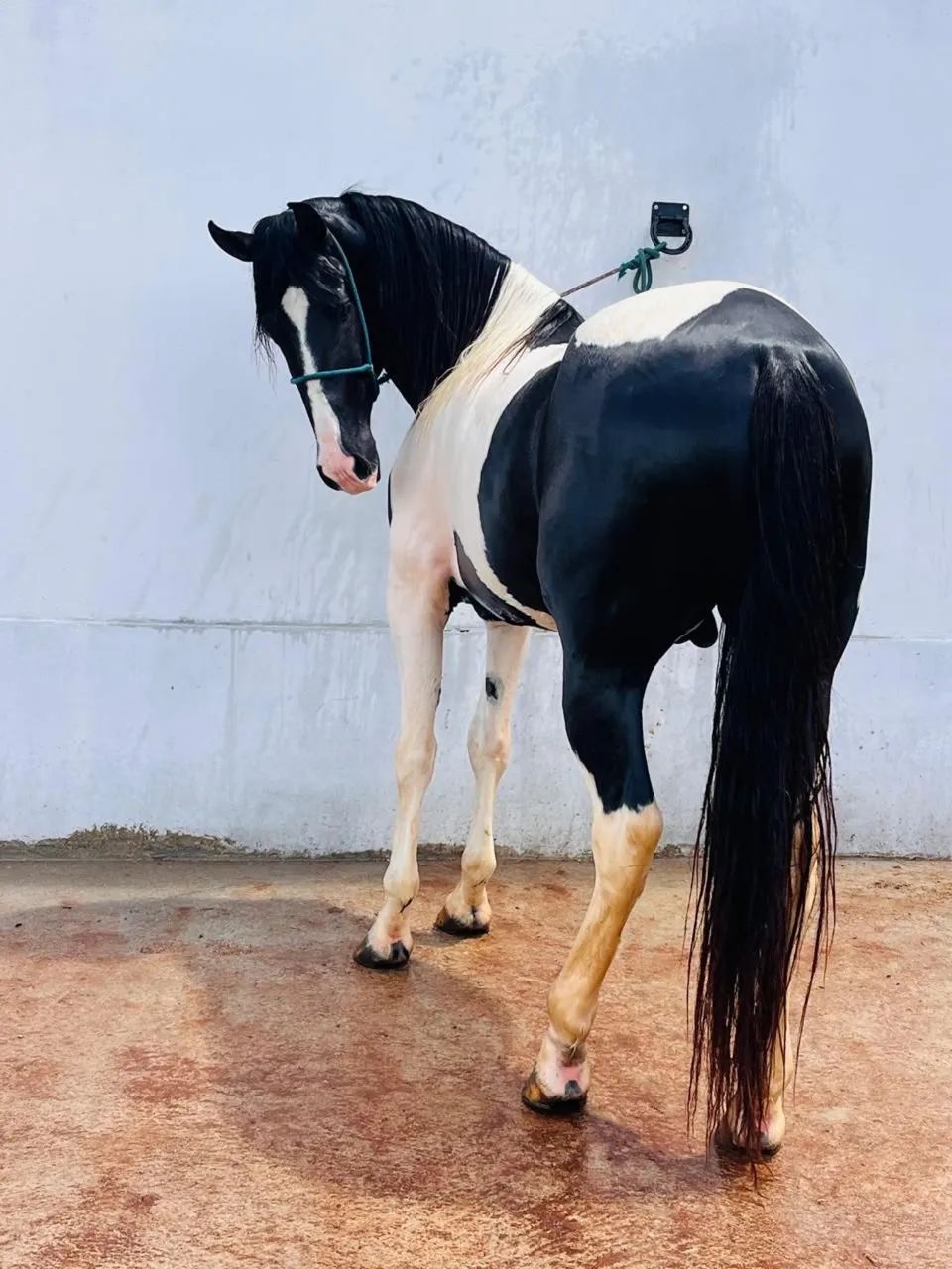 Cavalo mangalarga  - Foto 2