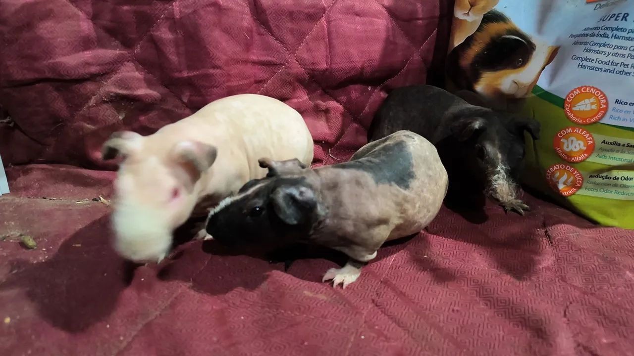 Mini lop Netherland dwarf e skinny pig porquinhos da india  - Foto 5