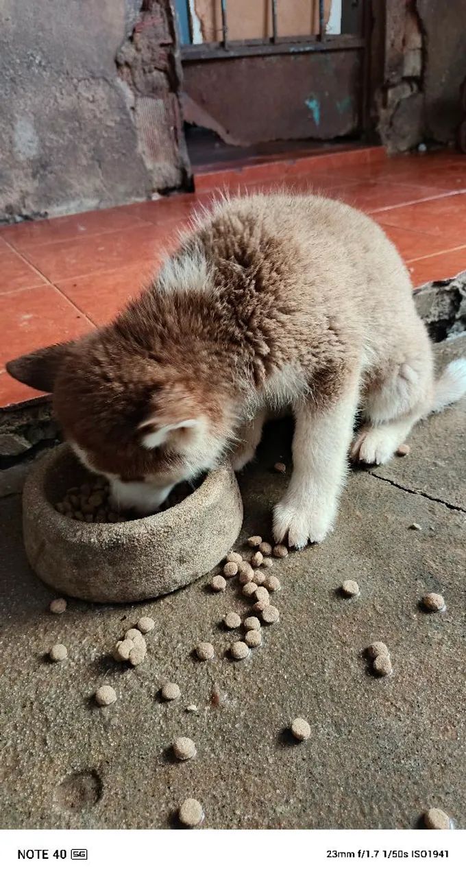 Filhote de husky - Foto 2