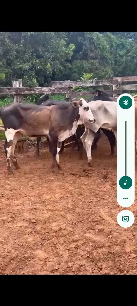 Agro indústria e pecuária  - Foto 2