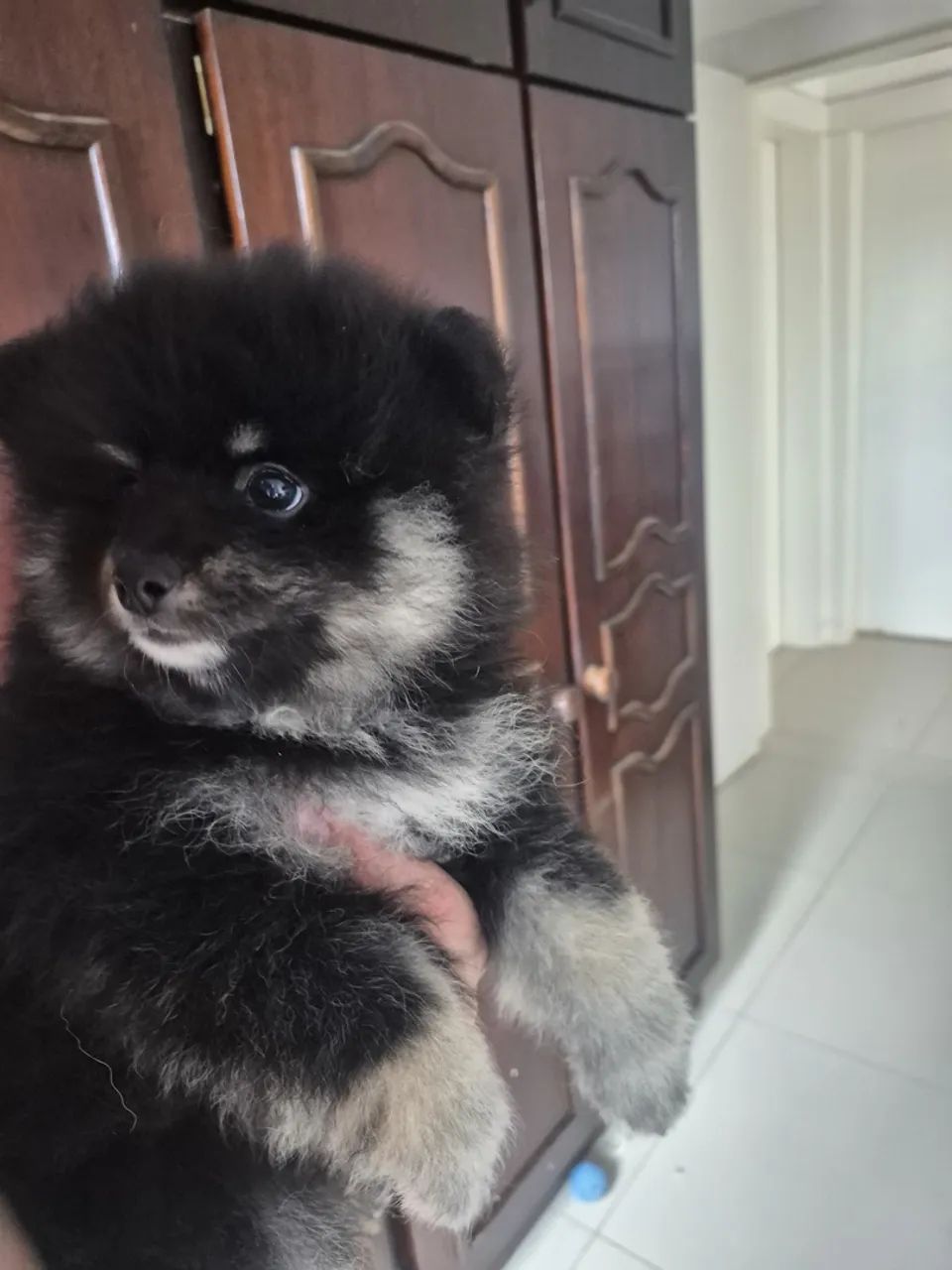 Spitz black and than  - Foto 2