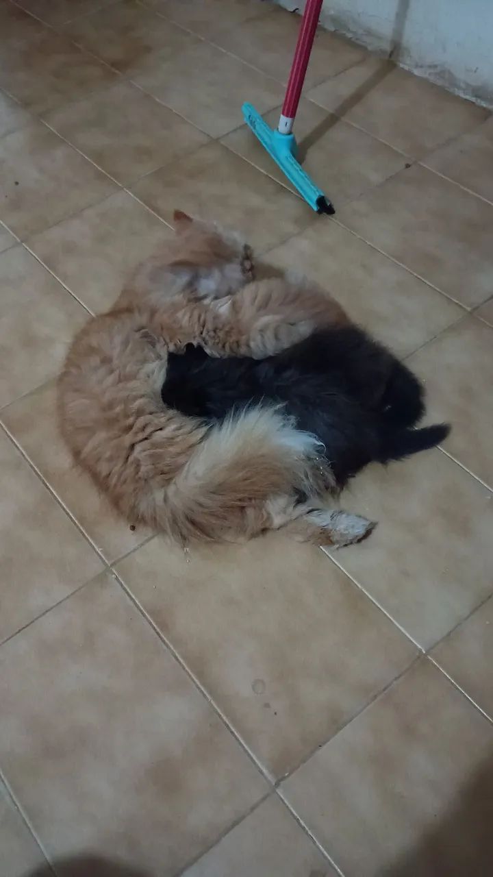 gato persa  - Foto 2