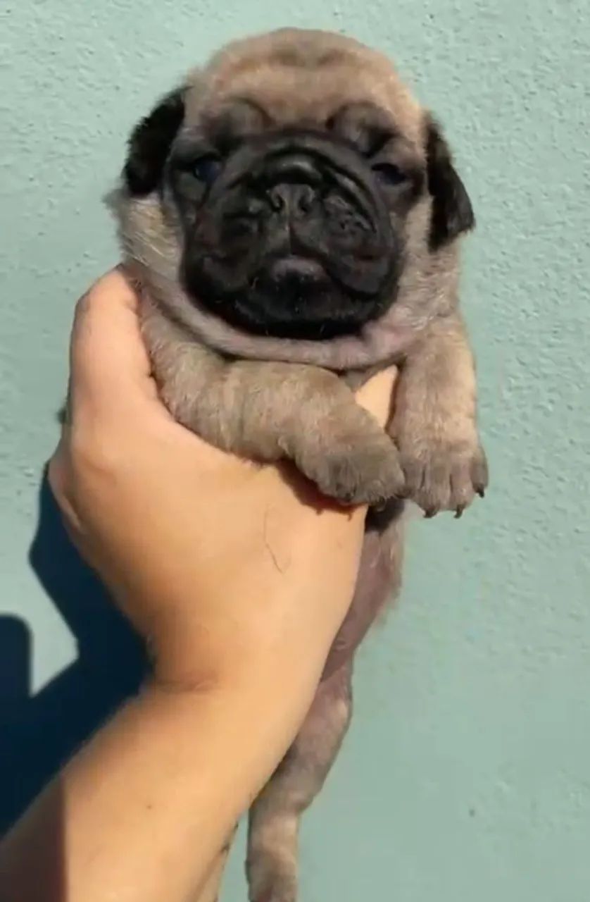 Filhotes machos e femeas pug pretos e abricot