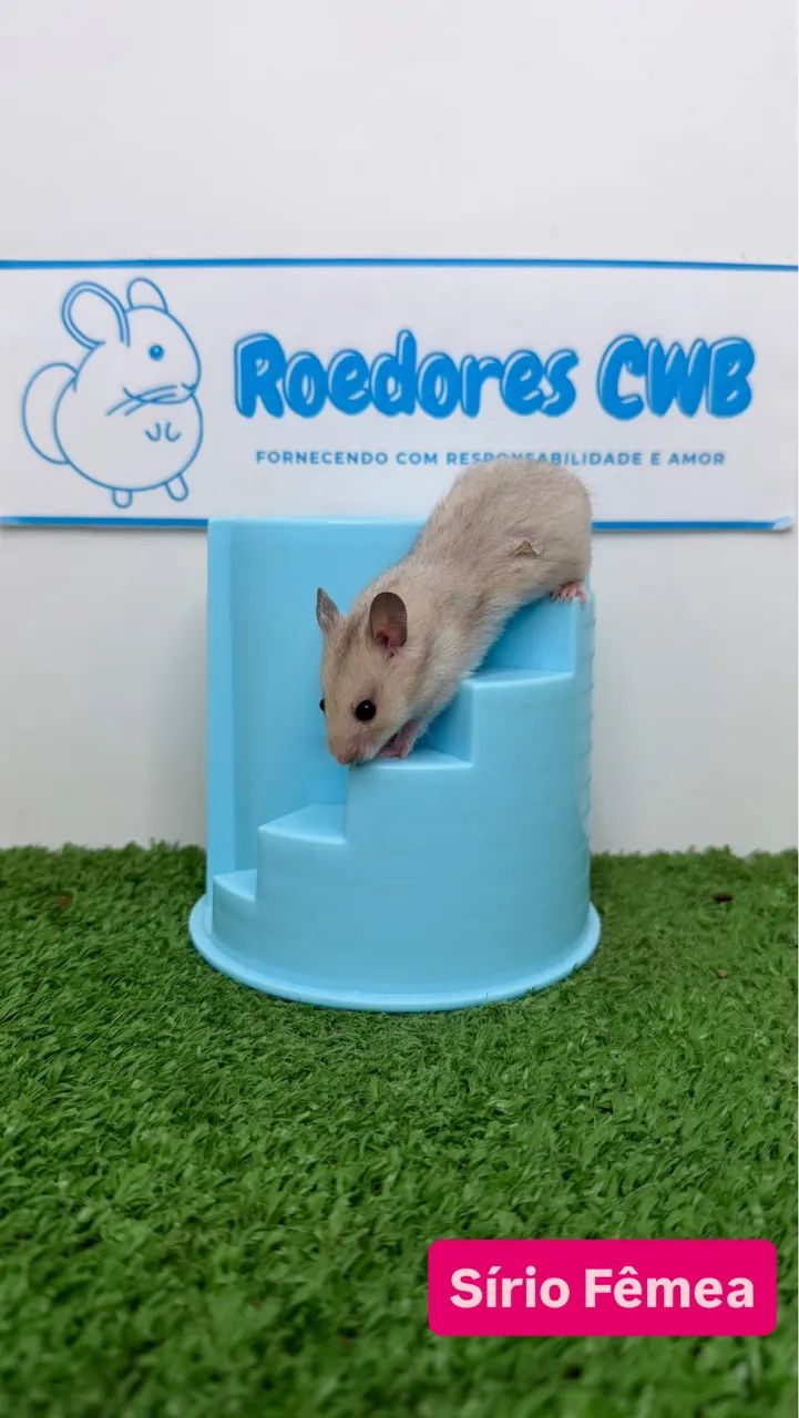 Hamster Anão russo e Sírio (Roedores CWB)  - Foto 6