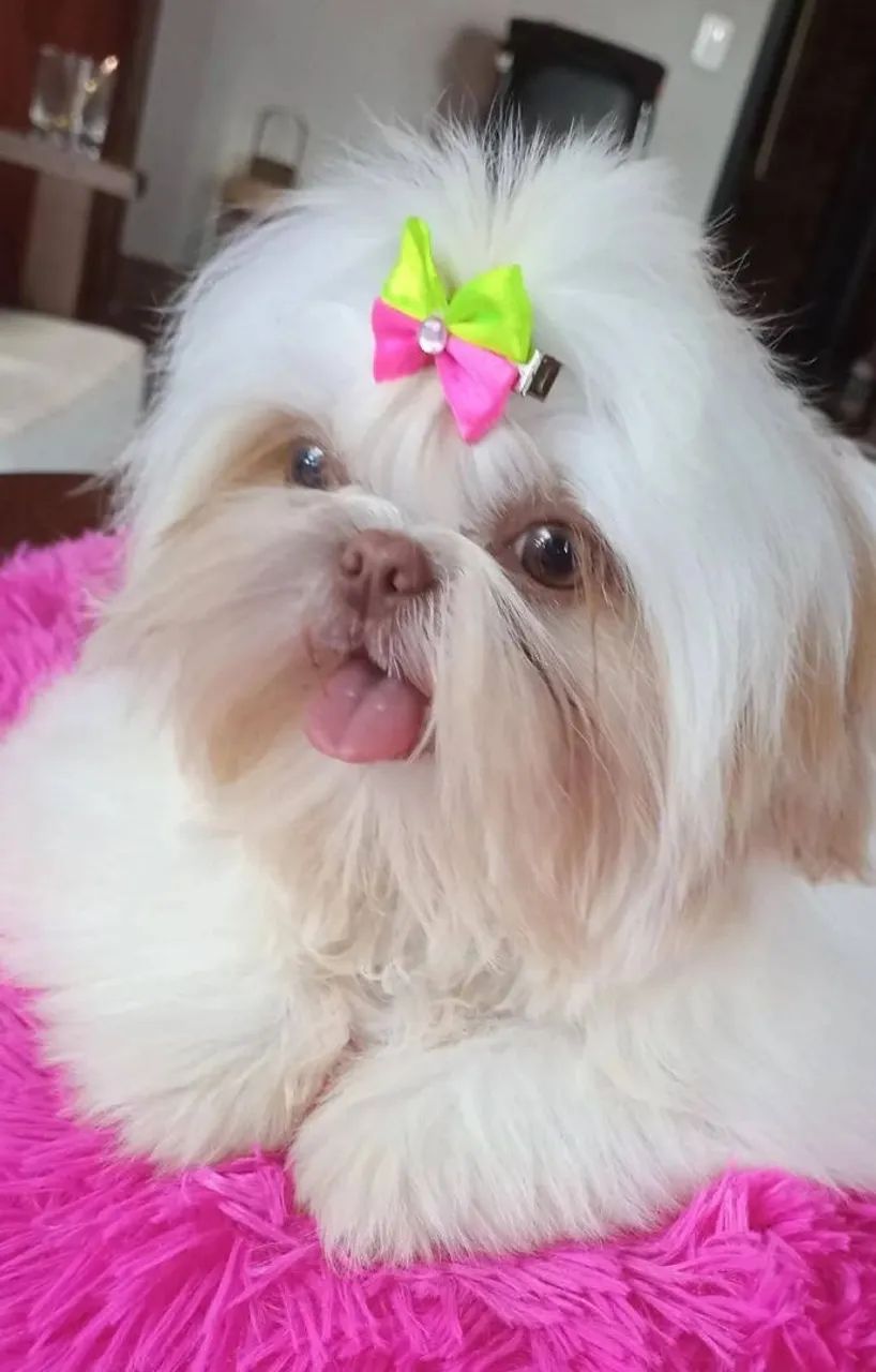 Fêmea shih Tzu  - Foto 5