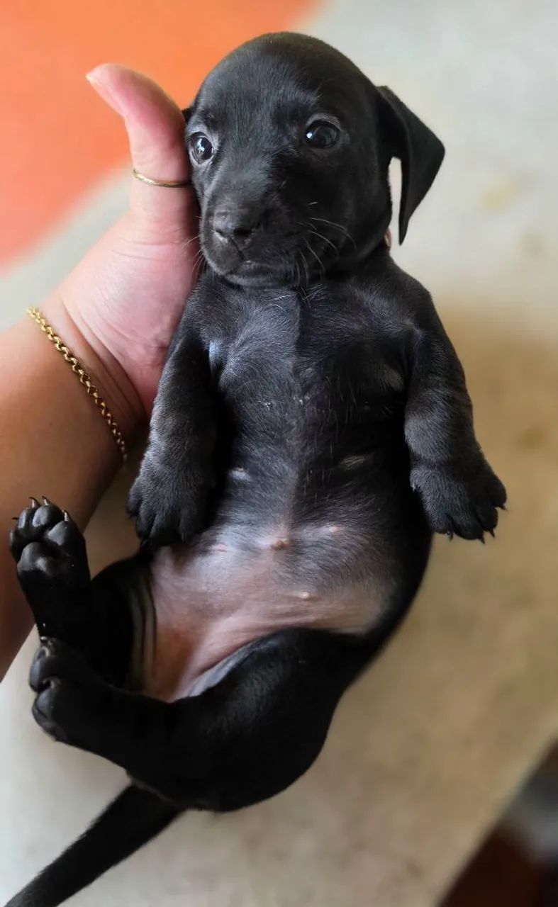 Dachshund  - Foto 3
