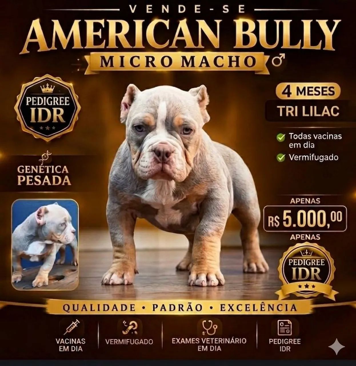American bully micro macho
