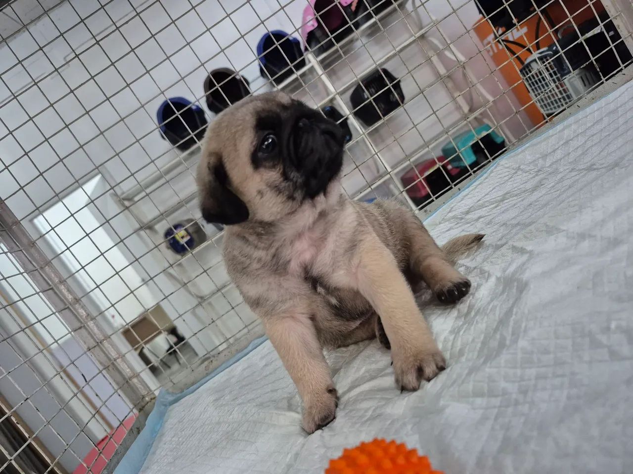 Pug - Foto 5