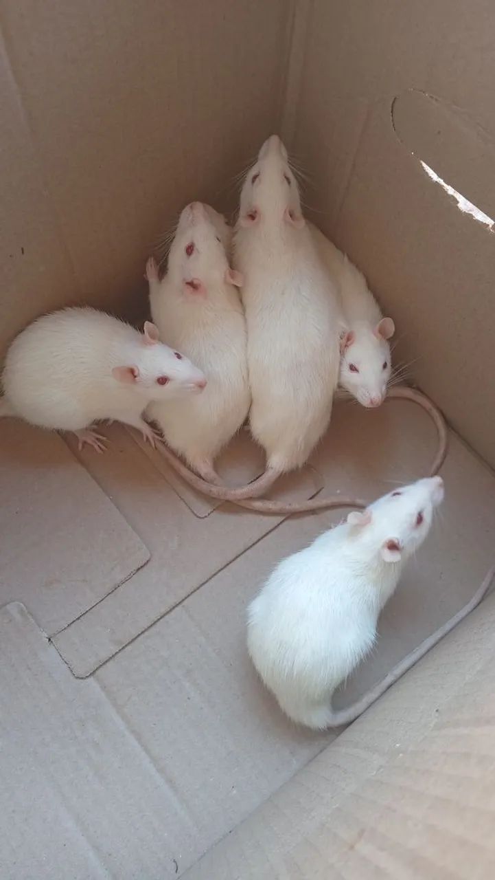 Ratos Twisters 