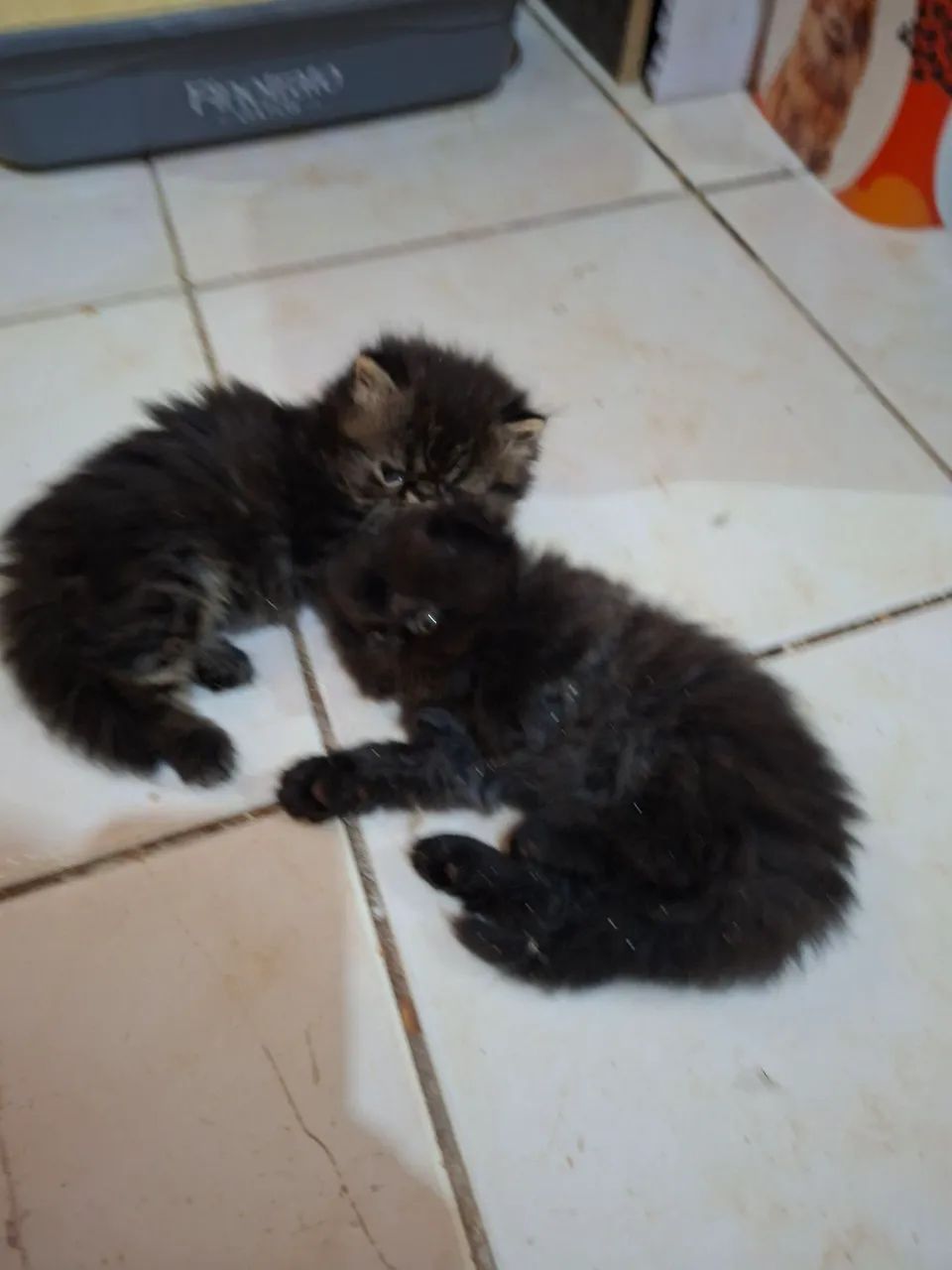 Vende-se filhote de gato persa macho pv  - Foto 5