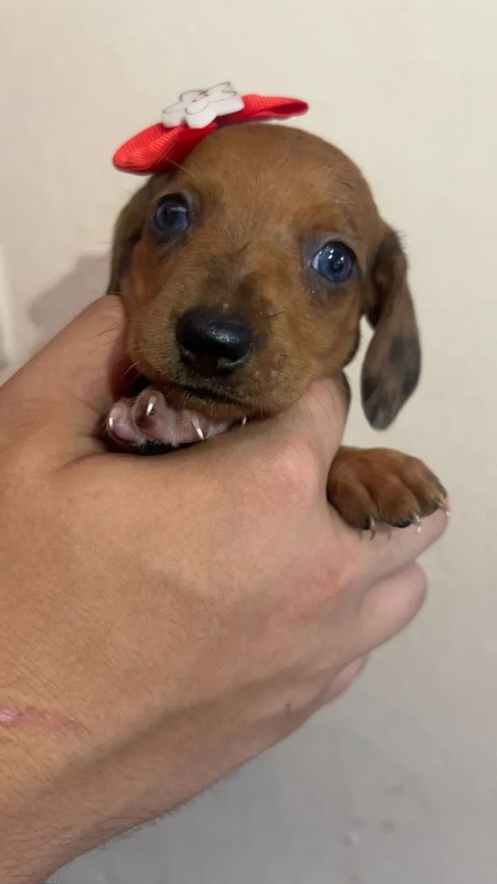 Dachshund com excelente padrão da raça