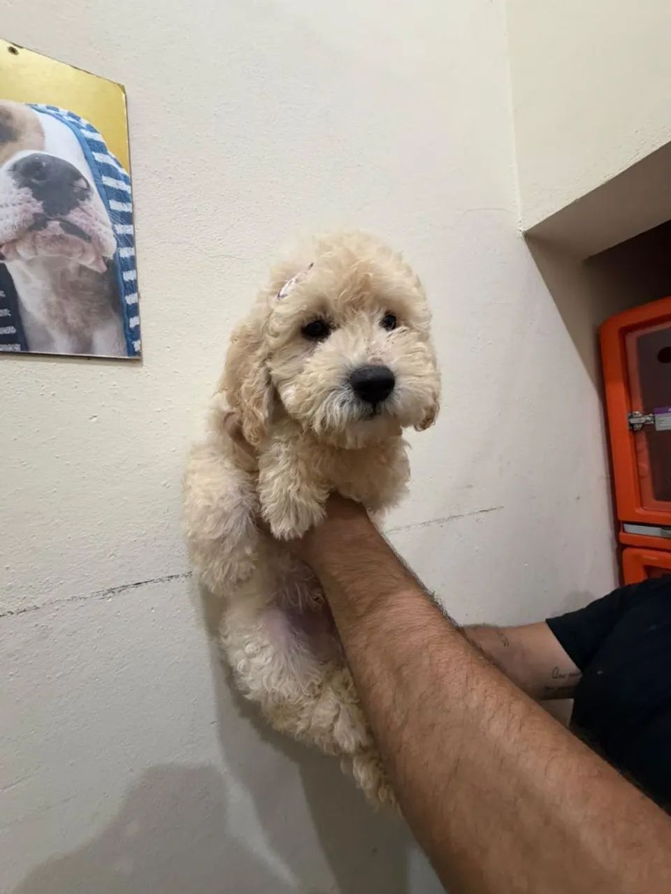 Poodle - Foto 3
