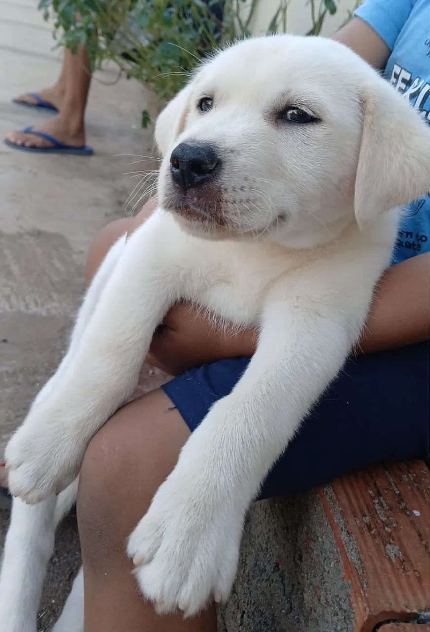 Doacao de cachorro 
