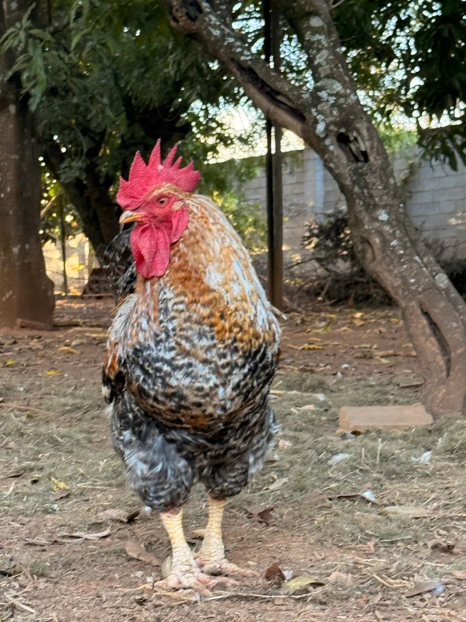 Galo - Foto 2