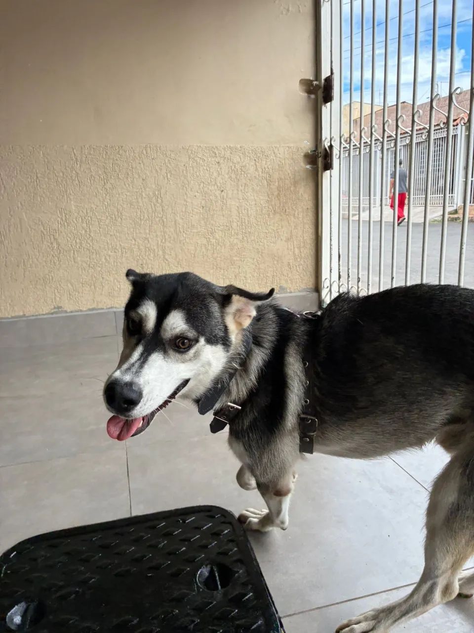 Doação responsável Husky  - Foto 4