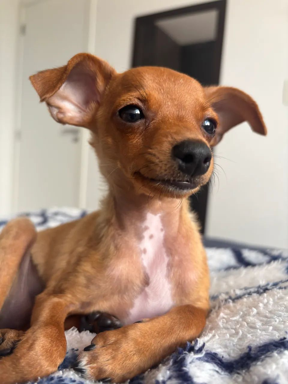 Pinscher zero 