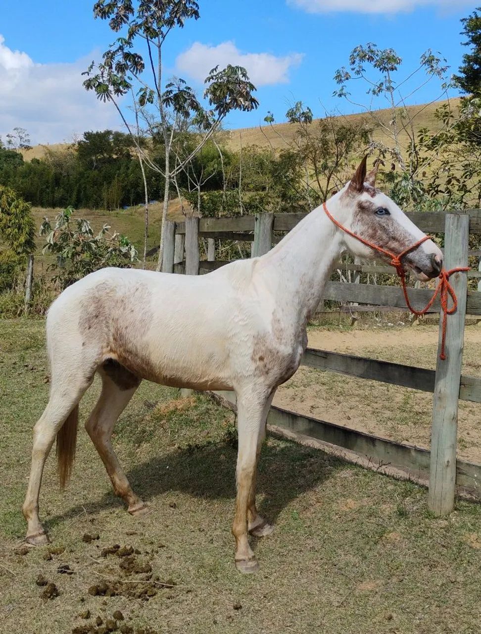 Égua Pampa do olho Azul  - Foto 3