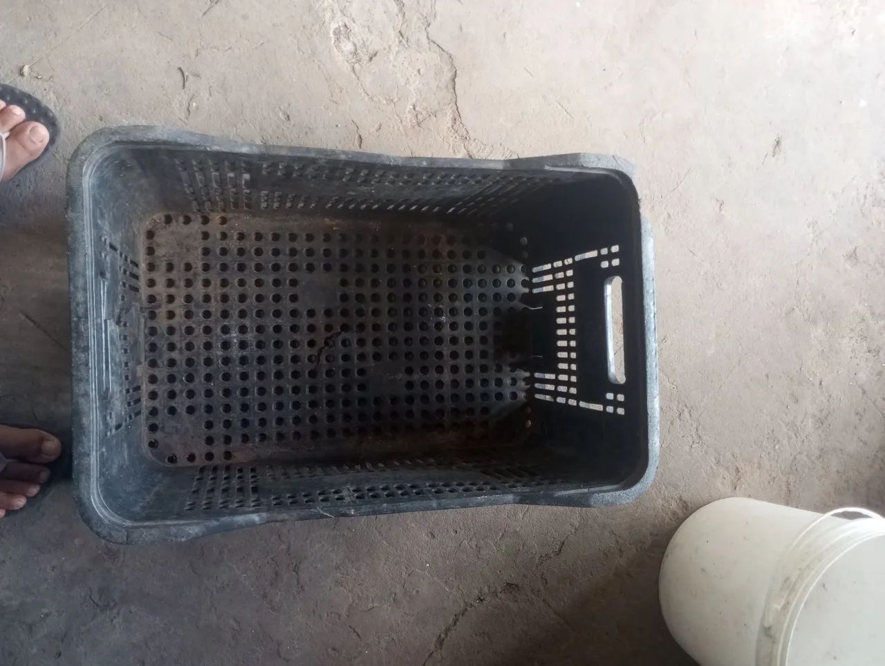 10 cxs verdurao $200