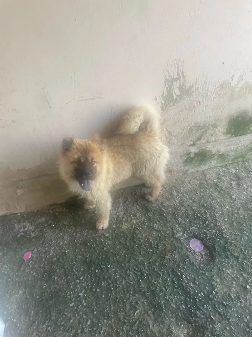 Chow Chow  - Foto 2