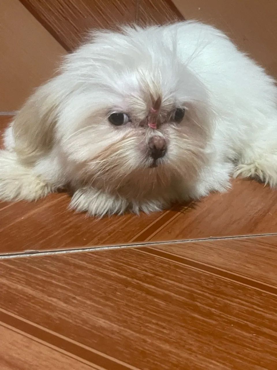 vende-se cachorro shihtzu  - Foto 3