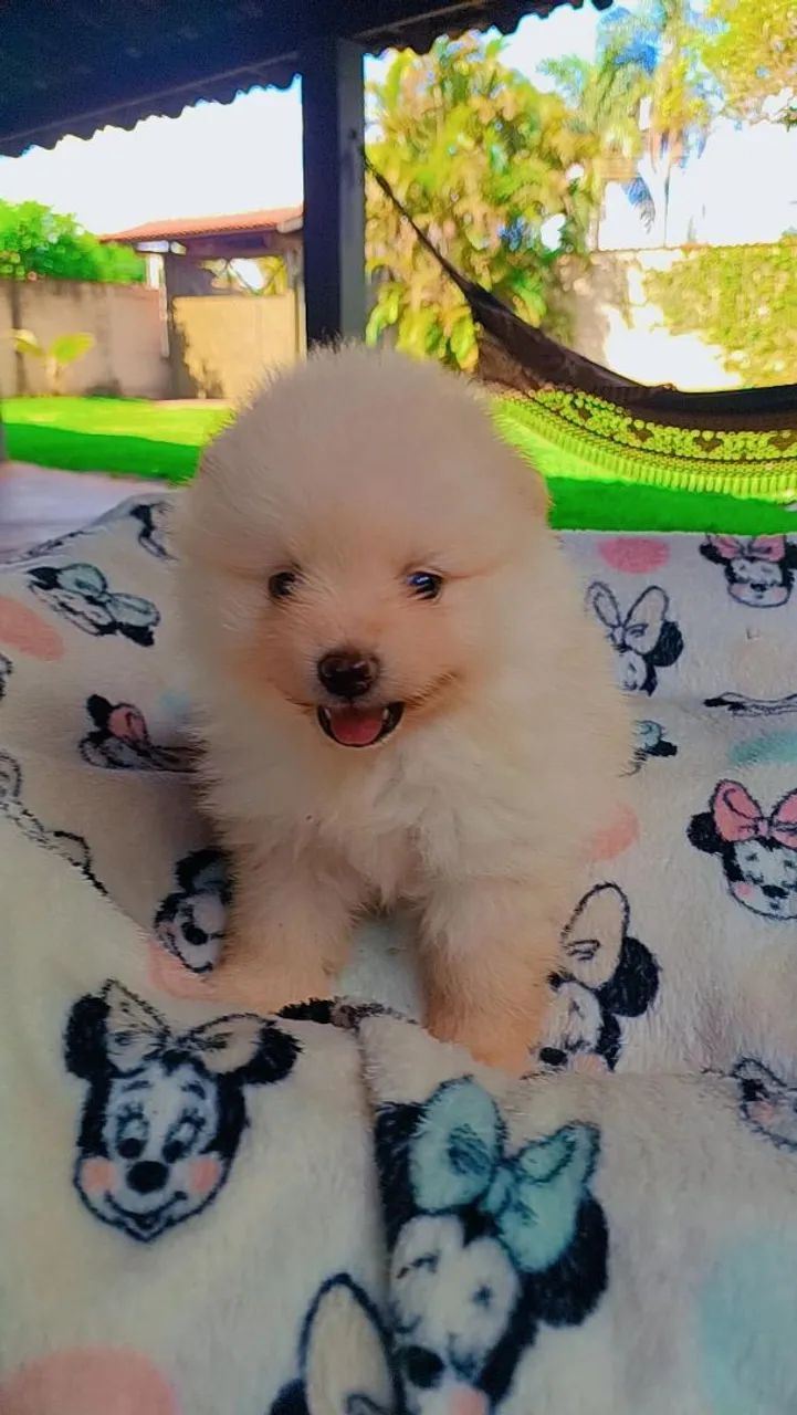 Spitz alemão  Macho - Foto 4