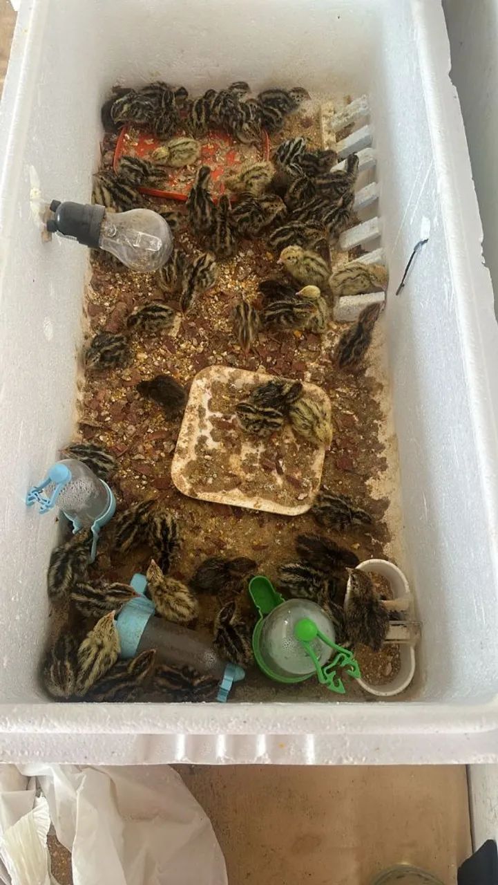 CODORNA,TUDO EM CODORNA !  - Foto 4
