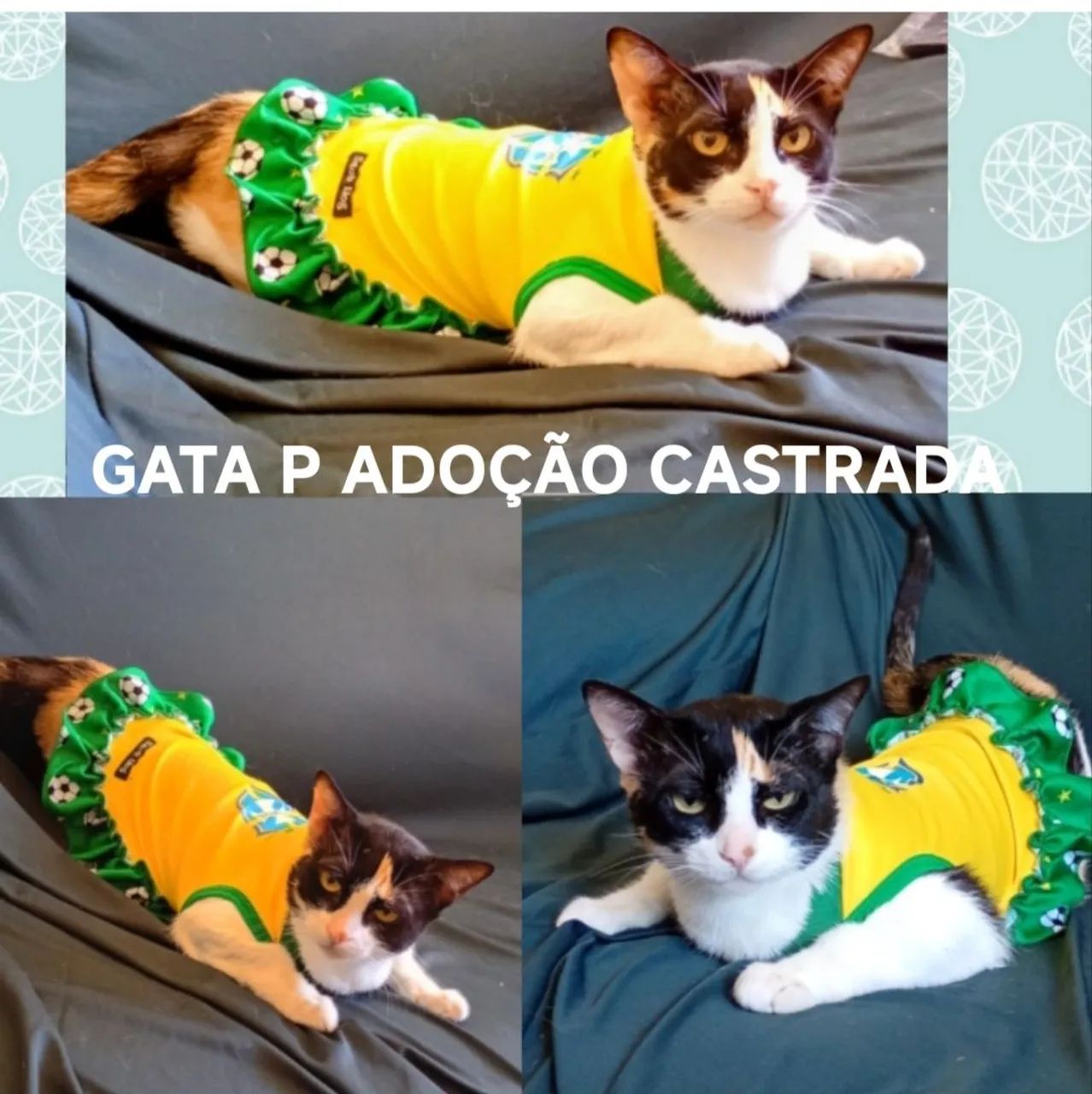 GATA P ADOÇÃO CASTRADA .  - Foto 4