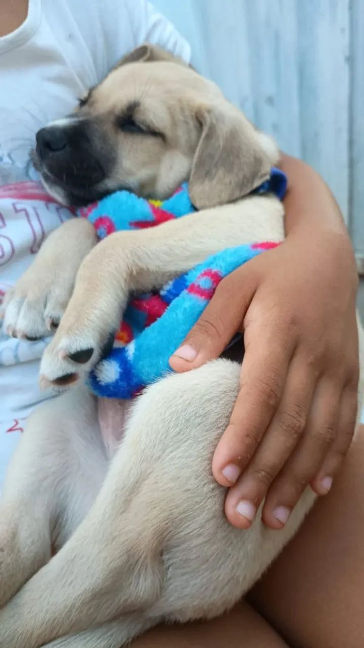 Adoção de cachorro 