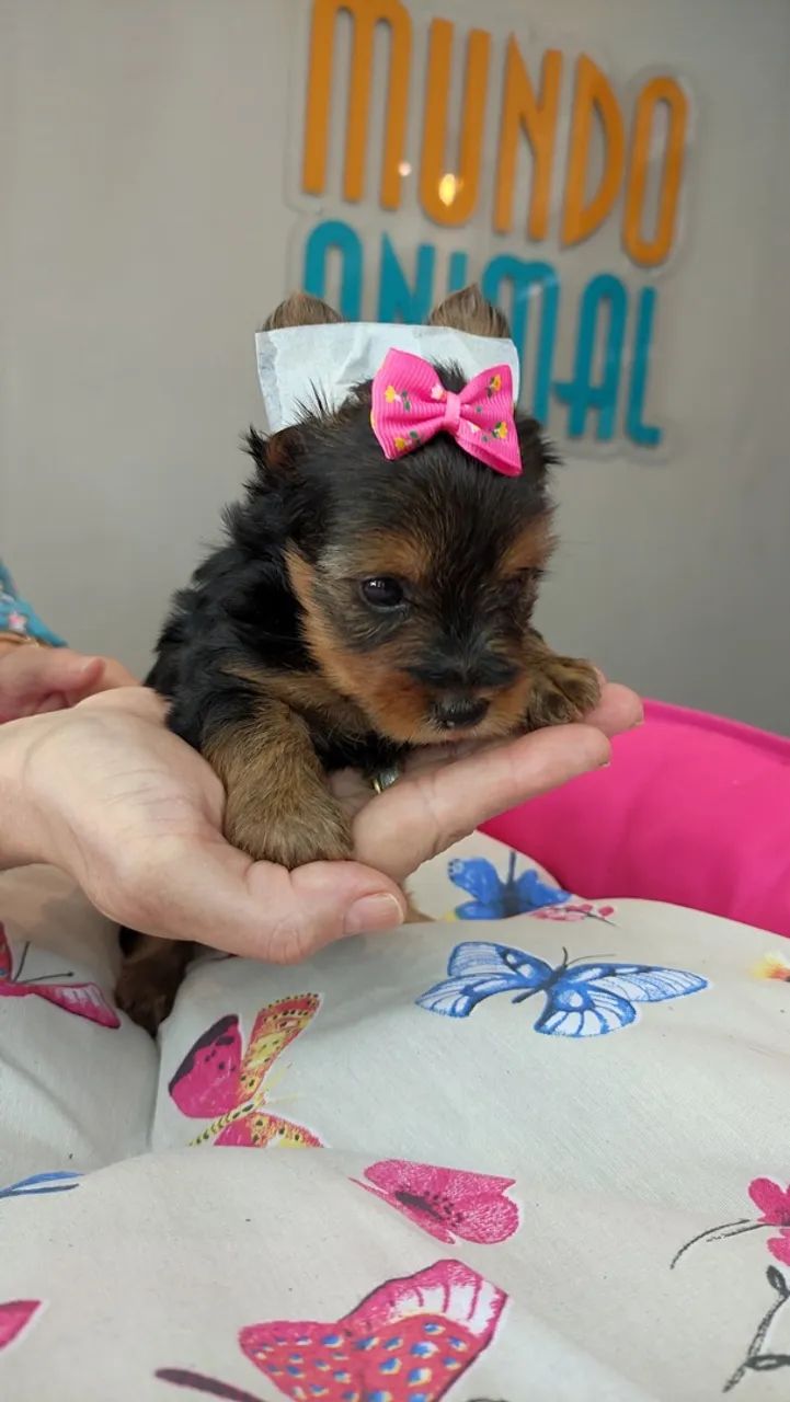YORKSHIRE TERRIER COM PEDIGREE - Foto 5