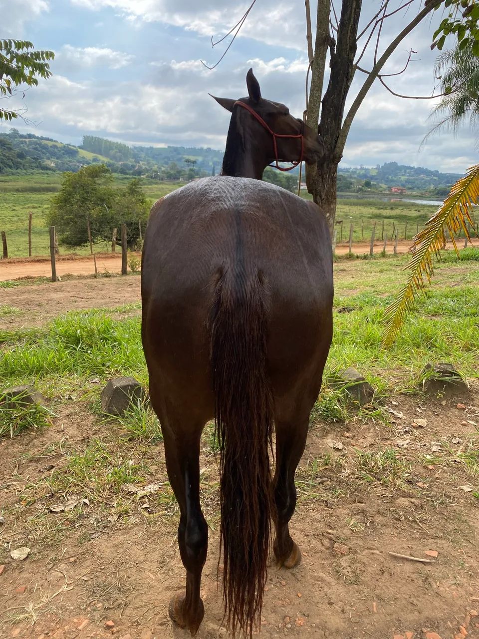 Égua Mangalarga Marchador - Foto 4