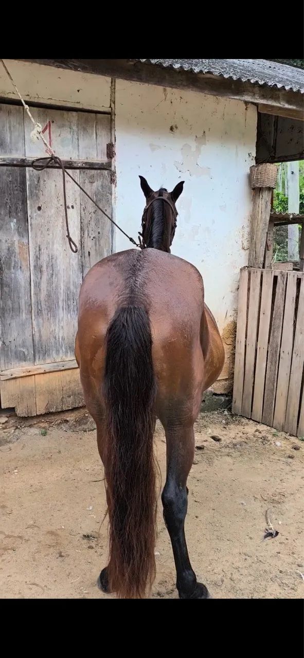 Vende-se   - Foto 2