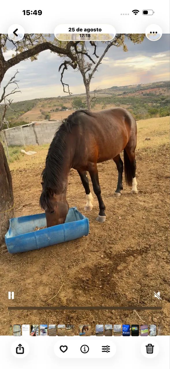 Vendo cavalo - Foto 3