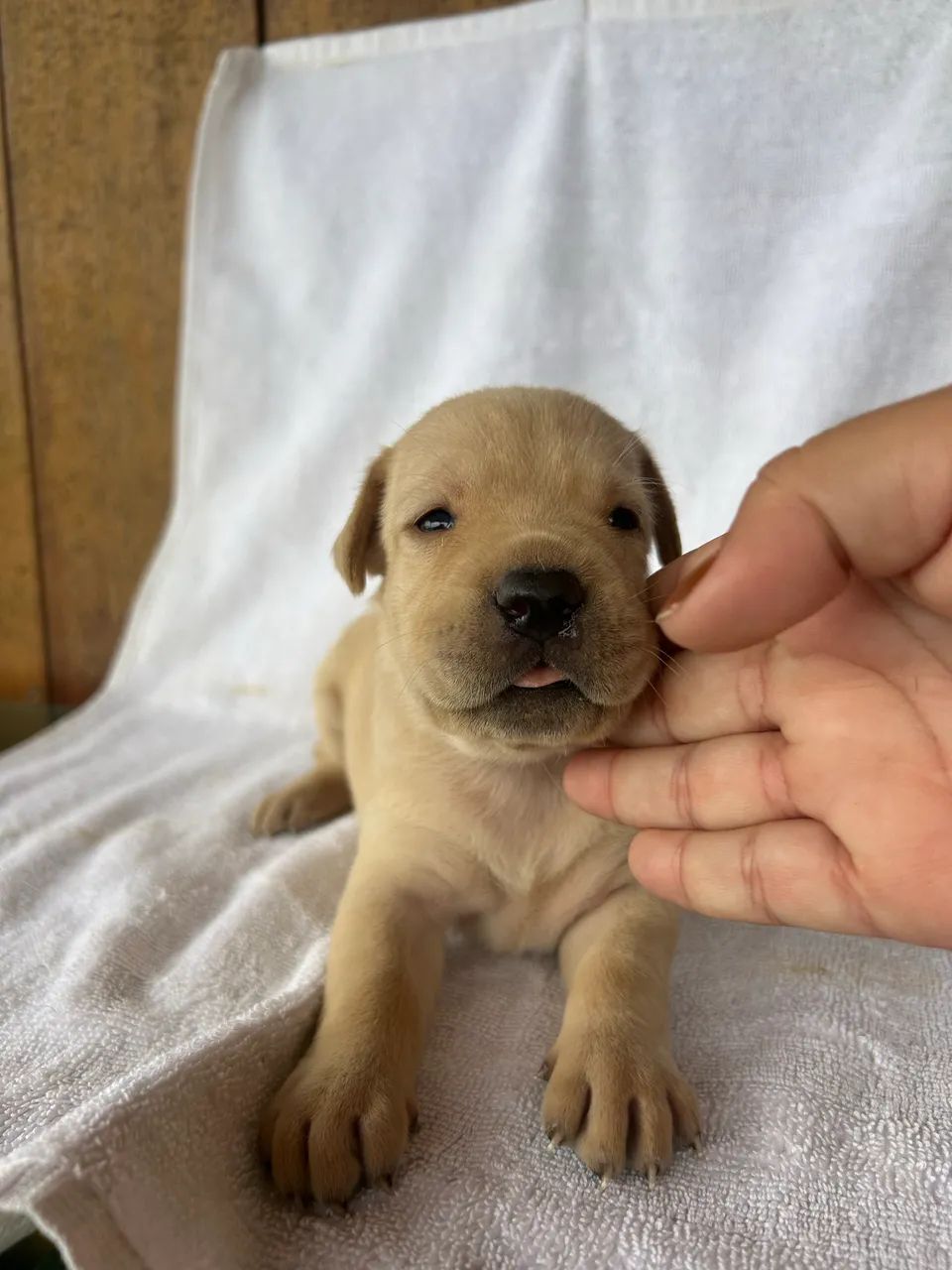 Filhote labrador  - Foto 4