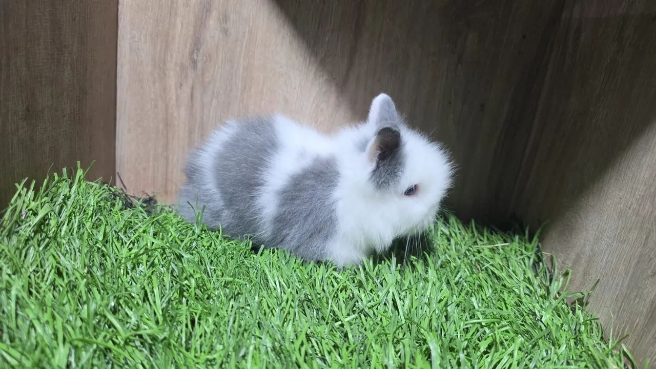 Mini Coelhos ( Mini Loop, Mini Lion ) - Foto 3