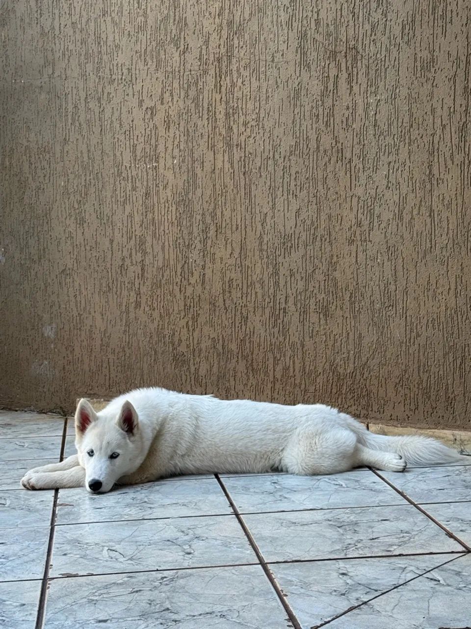 HuskySiberiano - Foto 4