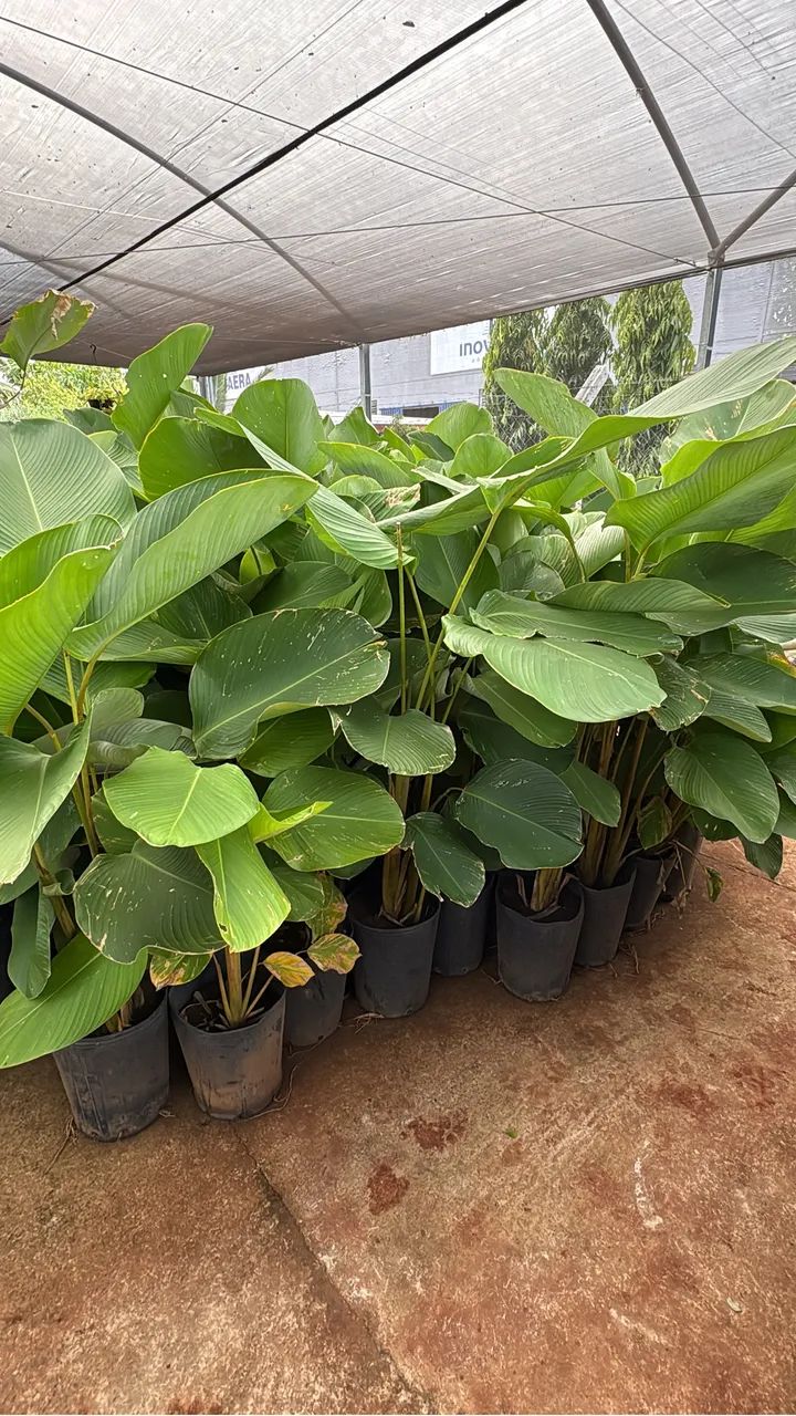 Mudas de Maranta charuto - Foto 3